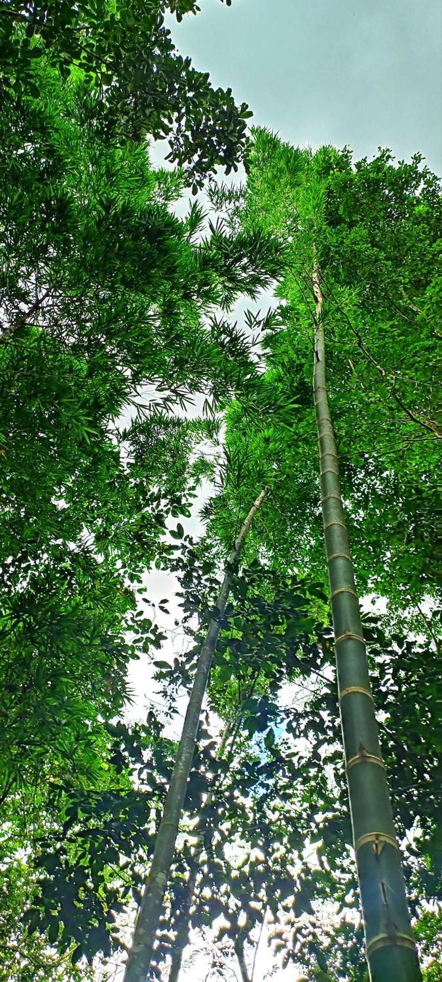 Hotel Ecologico Makalombia Ла-Макарена Экстерьер фото