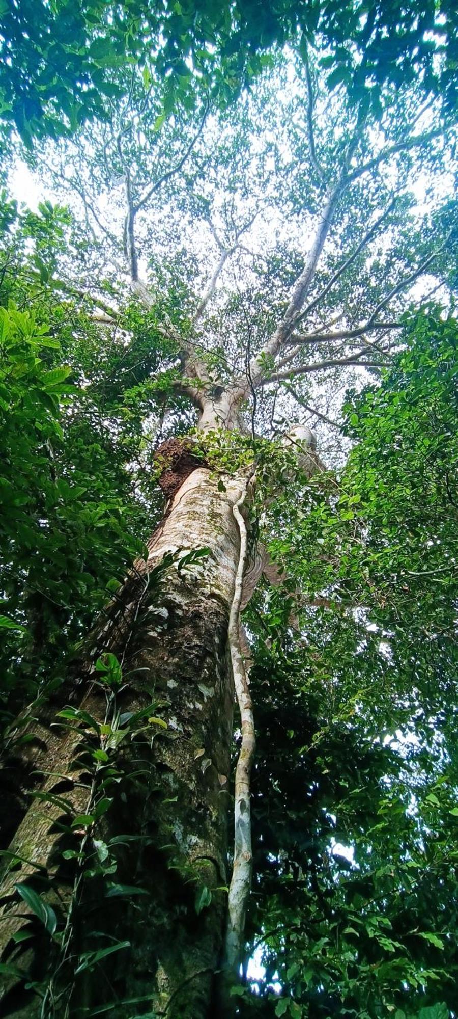 Hotel Ecologico Makalombia Ла-Макарена Экстерьер фото